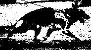 anatomy5.jpg (6107 bytes)