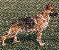 German Shepherd Dog - Fred Lanting