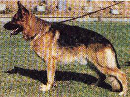German Shepherd Dog - Fred Lanting