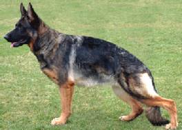 German Shepherd Dog - Fred Lanting