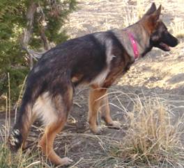 German Shepherd Dog - Fred Lanting
