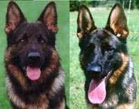 German Shepherd Dog - Fred Lanting