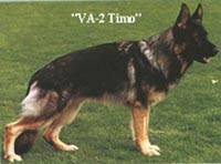 German Shepherd Dog - Fred Lanting