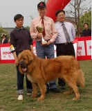 Chengdu Tib.Mast. Best Puppy 3-30-07