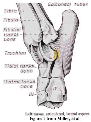 ORTHOPEDIC PROBLEMS IN HOCKS