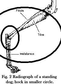 ORTHOPEDIC PROBLEMS IN HOCKS