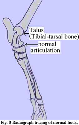 ORTHOPEDIC PROBLEMS IN HOCKS