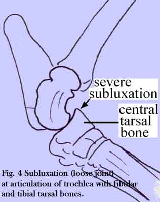 ORTHOPEDIC PROBLEMS IN HOCKS