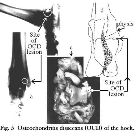 ORTHOPEDIC PROBLEMS IN HOCKS
