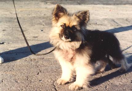 pituitary dwarfism