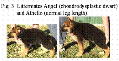Osteochondrodysplasias Leg Deformities and Dwarfism - in the Canine