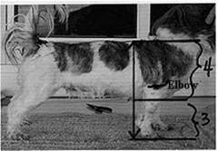 Osteochondrodysplasias Leg Deformities and Dwarfism - in the Canine