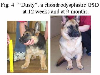 Osteochondrodysplasias Leg Deformities and Dwarfism - in the Canine