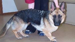 Osteochondrodysplasias Leg Deformities and Dwarfism - in the Canine