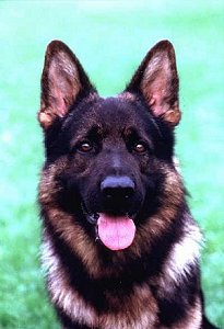 German Shepherd Dog Image
