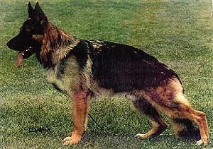 German Shepherd Dog Image