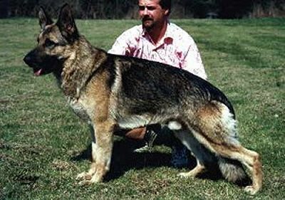 German Shepherd Dog Image