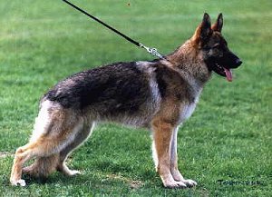 German Shepherd Dog Image