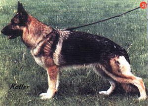 German Shepherd Dog Image