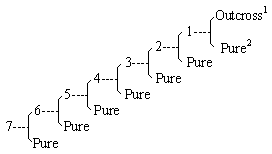 Figure 6 Seven Generations from an Outcrossing Event
