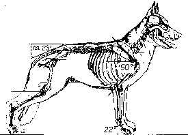 anatomy1.jpg (9655 bytes)