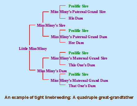 An example of tight linebreeding: A quadruple great-grandfather