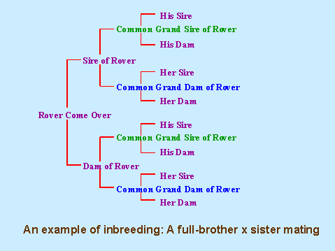 An example of inbreeding: A full-brother x sister mating