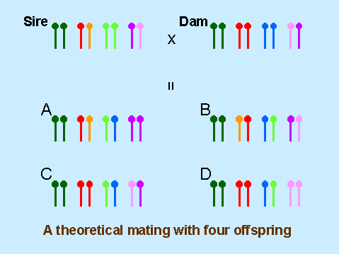 A theoretical mating with four offspring