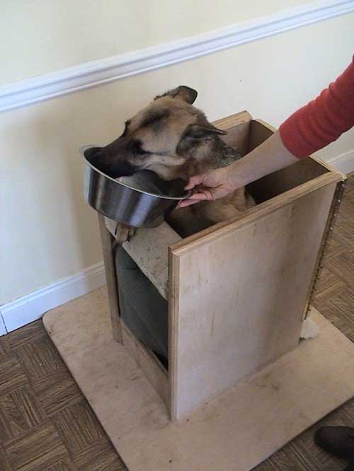 SiriusDog