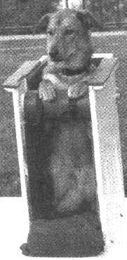 SiriusDog