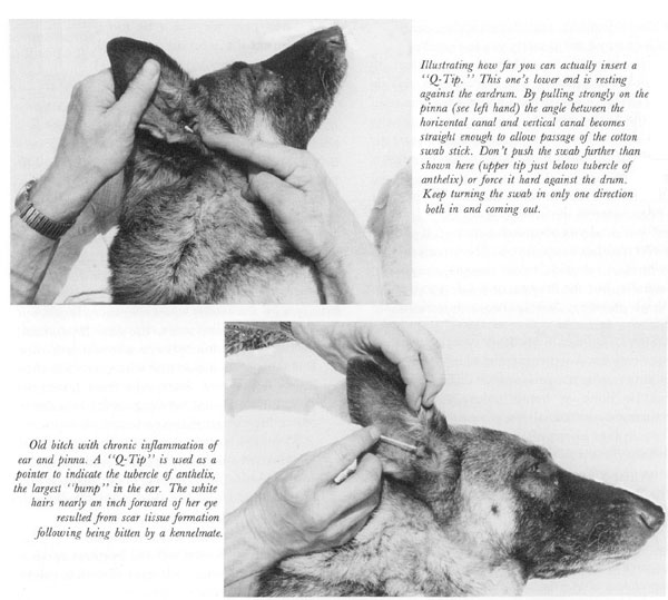 Ear Crud