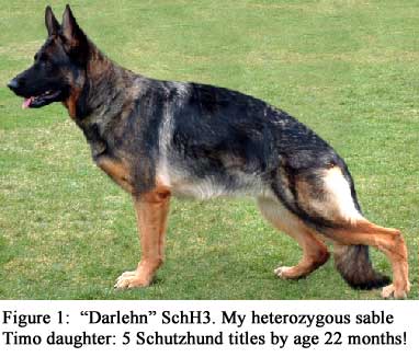 Figure 1: “Darlehn” SchH3. My heterozygous sable Timo daughter: 5 Schutzhund titles by age 22 months!