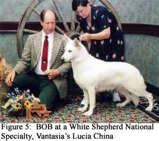Figure 5: BOB at a White Shepherd National Specialty, Vantasia’s Lucia China