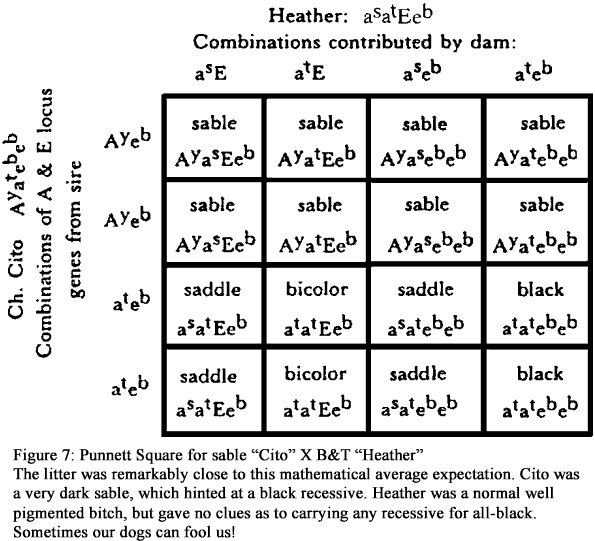  Figure 7: Punnett Square for sable “Cito” X B&T “Heather”