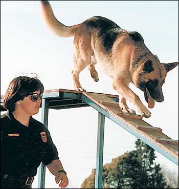 Police officers form tight bonds with their canine partners