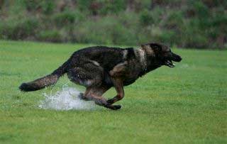 Will the True Working Dog Disappear?