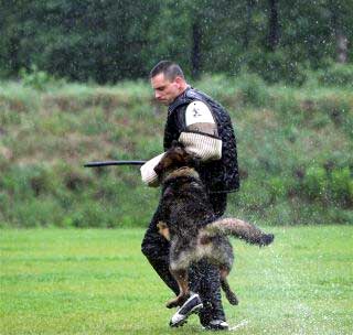 Will the True Working Dog Disappear?