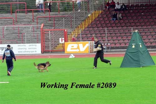 Will the True Working Dog Disappear?