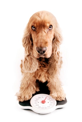 Dog_Diet.jpg