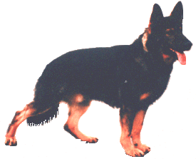 aik.gif (18148 bytes)