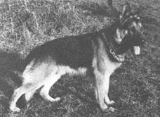greif.jpg (9747 bytes)